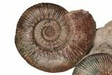 Two Ammonite (Hammatoceras) Fossils - Belmont, France #191712-3